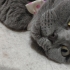 Ömürlük Yuva Arayan Dişi Kedi | Kısır • Aşıları Tam • Uysal fotoğraf