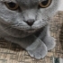 Ömürlük Yuva Arayan Dişi Kedi | Kısır • Aşıları Tam • Uysal fotoğraf