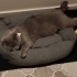 Ömürlük Yuva Arayan Dişi Kedi | Kısır • Aşıları Tam • Uysal fotoğraf