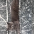 british shorthair fotoğraf