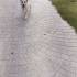 Kral köpeğe acil yuva fotoğraf