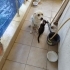 Kral köpeğe acil yuva fotoğraf