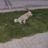 Kral köpeğe acil yuva fotoğraf