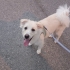 Kral köpeğe acil yuva fotoğraf