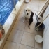 Kral köpeğe acil yuva fotoğraf