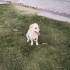 Kral köpeğe acil yuva fotoğraf