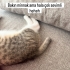Acil yuva arıyoruz fotoğraf
