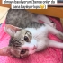 Acil yuva arıyoruz fotoğraf