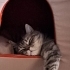 Kısırlaştırılmış uysal, sakin, sabırlı bir kedi fotoğraf