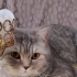 Kısırlaştırılmış uysal, sakin, sabırlı bir kedi fotoğraf