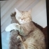 Kısırlaştırılmış uysal, sakin, sabırlı bir kedi fotoğraf