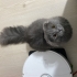 Ömürlük yuvasını arıyo fotoğraf