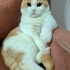 1.5 yaşında erkek kedi fotoğraf