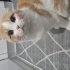1.5 yaşında erkek kedi fotoğraf