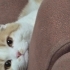 1.5 yaşında erkek kedi fotoğraf