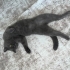 Uysal sakin bir kedi fotoğraf