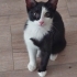 tekir yavru smokin kedi fotoğraf
