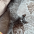 Çok akıllı oyunsever fotoğraf