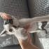 Bebek kedimize yuva arıyoruz fotoğraf
