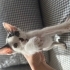 Bebek kedimize yuva arıyoruz fotoğraf