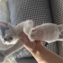 Bebek kedimize yuva arıyoruz fotoğraf