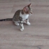 yavru kedi yuva aranıyor fotoğraf