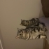 British shorthair kısır erkek yavrularımıza yuva arıyoruz fotoğraf