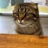 MİNO  kayıp çocuk. fotoğraf