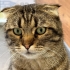 MİNO  kayıp çocuk. fotoğraf
