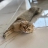 Mia yuva arıyor fotoğraf