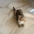 Mia yuva arıyor fotoğraf