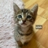 Acil yuva aranıyor fotoğraf