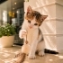 Çok meraklı harika bir bebek 🐱🧿 fotoğraf