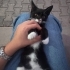 ÇOK SEVECEN ERKEK YAVRU ACİL YUVA fotoğraf