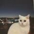 ellie yeni yuvasını arıyor fotoğraf
