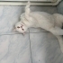 1 yaşında dişi kedi fotoğraf