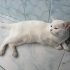 1 yaşında dişi kedi fotoğraf