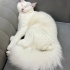 Acil kalıcı yuva aranıyor fotoğraf