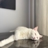 Acil kalıcı yuva aranıyor fotoğraf