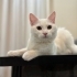 Acil kalıcı yuva aranıyor fotoğraf