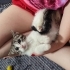 Hamurtoç yuva arıyor, 🫠 fotoğraf
