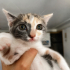 TATLI CALICO BEBEK ACİL YUVA ARIYOR! fotoğraf