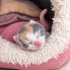 TATLI CALICO BEBEK ACİL YUVA ARIYOR! fotoğraf