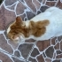 Güçlü’ye Yuva Bulalım fotoğraf