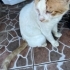 Güçlü’ye Yuva Bulalım fotoğraf