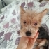 Yorkshier terrier zeytin fotoğraf