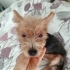 Yorkshier terrier zeytin fotoğraf