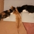 Prenses kız ömürlük aile istiyor fotoğraf