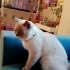 Evdeki diğer kediyle anlaşamadığı için sahiplendiriyorum fotoğraf