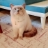 Evdeki diğer kediyle anlaşamadığı için sahiplendiriyorum fotoğraf